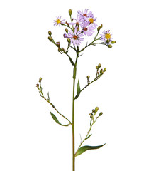 Purple flowers of sea aster isolated on white, Tripolium pannonicum