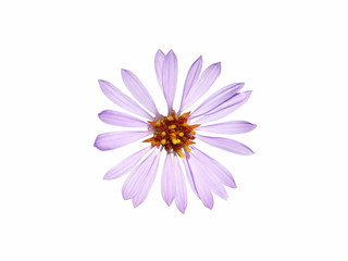 Purple flower of sea aster isolated on white, Tripolium pannonicum