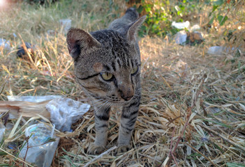 Obraz premium Gray cat - A cat in the bush looking for food