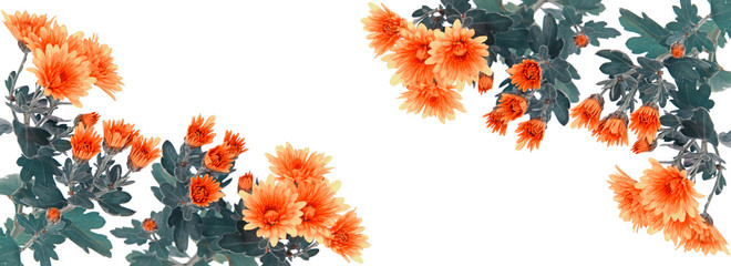 Yellow orange chrysanthemum flowers and blank space - obrazy, fototapety, plakaty