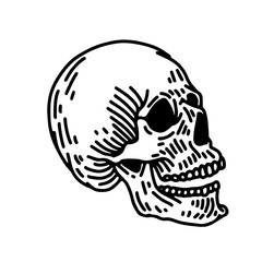 Skull line art illustration.  Hand drawn retro illustration. 