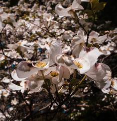 white magnolia flowers