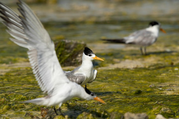 Greater crested tern at Busaiteen coast, Bahrain