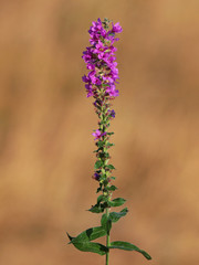 Blooming purple loosestrife plant, Lythrum salicaria
