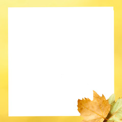 maple leaves on the yellow background with white copy space