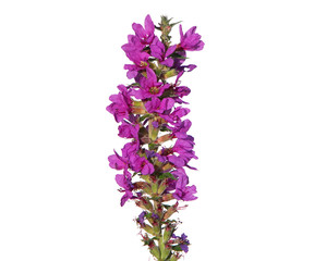 Naklejka premium Blooming purple loosestrife isolated on white, Lythrum salicaria