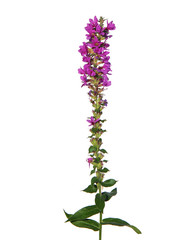 Blooming purple loosestrife isolated on white, Lythrum salicaria