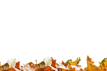 Fototapeta premium isolated maple leaves on the white background