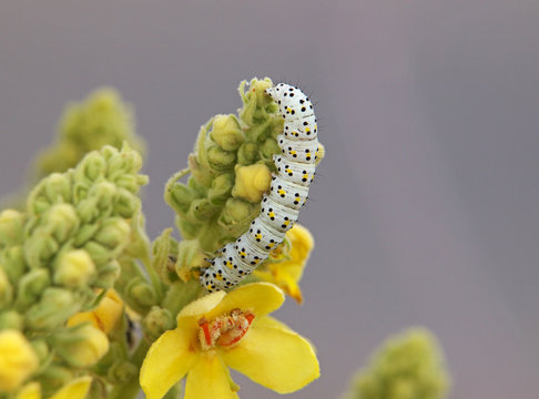 Mullein moth caterpillar, Cucullia verbasci	