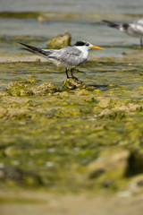 Greater crested tern at Busaiteen coast, Bahrain