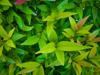 green leaves background