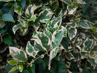 Branch of ficus benjamina with variegated leaves. Motley background of green leaves with white spots on the branches of the ficus Benjamina. in Indonesia this flower is called the white banyan