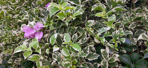 Branch of ficus benjamina with variegated leaves. Motley background of green leaves with white spots on the branches of the ficus Benjamina. in Indonesia this flower is called the white banyan