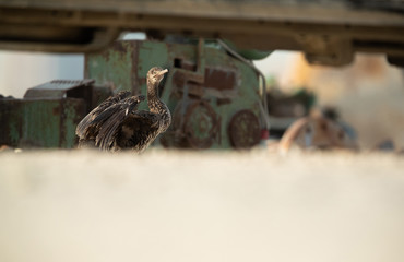 Socotra cormorant near adredging machine and equipmentsat Busiateen coast, Bahrain