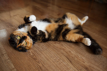 Scottish fold spotted cat lie on the floor. Beautiful eye