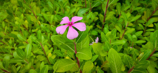 Pink Vinca Roseus Flower Called as Vinca Flower or Madagascar Periwinkle. green leaves of the vinca flower. 