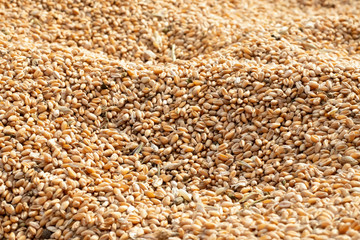 Image of heap of wheat grains. Agricultural background.