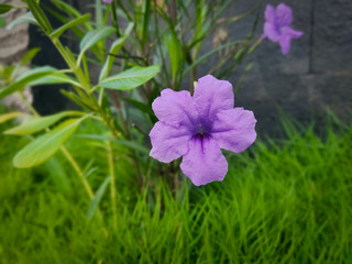 purple flowers in the garden