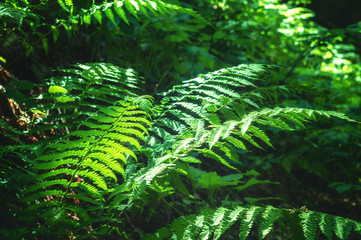 Lush fern in the rays of light on the forest floor under the crowns of trees