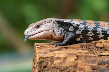 Blue tongue skink sitting on old log