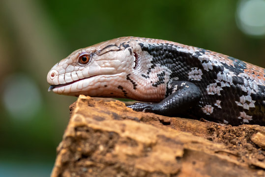 Blue Tongue Skink Sitting On Old Log