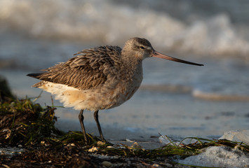 A portrait of a bar-tailed godwit 