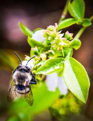 Bee pollinating
