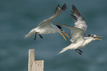Obraz premium Greater crested tern trying to occupy the wooden log