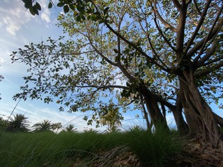 Obraz na płótnie Canvas Higuera estranguladora de florida, Ficus, comunmente conocida como Higuerón, o Higuera dorada, Parque La Marjal, Alicante, Spain