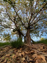 magestuoso ficus en el bosque rodeado de hojas caidas sobre el suelo. Higuera estranguladora de florida, Ficus, comunmente conocida como Higuerón, o Higuera dorada, Parque La Marjal, Alicante, Spain