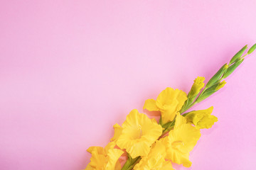 Yellow gladiolus on a pink background. Postcard with place for text.