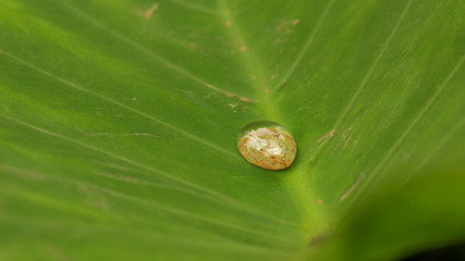 Water droplet on leaf 