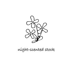 Night-scented stock plant sketch. Hand drawn ink art design object isolated stock vector illustration for web, for print