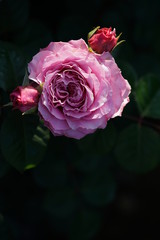 Light Purple Flower of Rose 'Eisvogel' in Full Bloom
