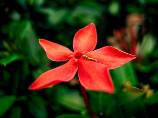 red flower on green background