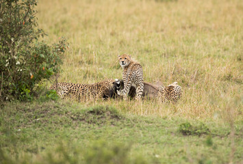 Cheetahs hunting a wildebeest at Masai Mara, Kenya