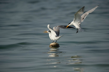 Fototapeta na wymiar Greater Crested tern trying to occupying a resting place