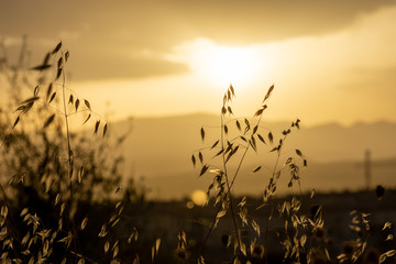 Silhouette of dry plants in the field on a hot summer sunset