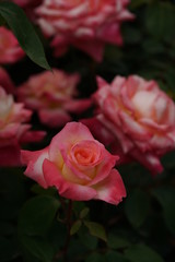 Light Pink Flower of Rose 'Elegant Lady (Diana, Princess of Wales)' in Full Bloom
