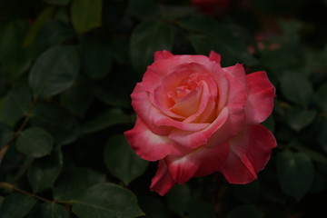 Light Pink Flower of Rose 'Elegant Lady (Diana, Princess of Wales)' in Full Bloom
