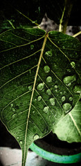 Obraz premium water drops on leaf
