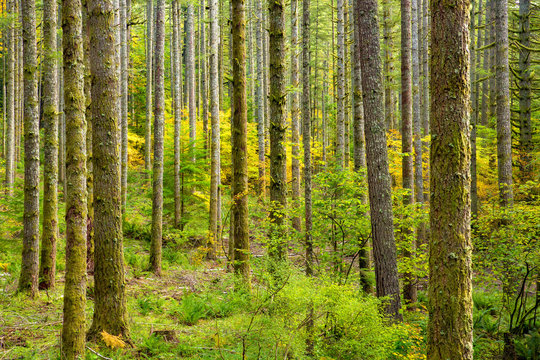A fir tree forest at Silver fall state park near Silverton, Oregon.