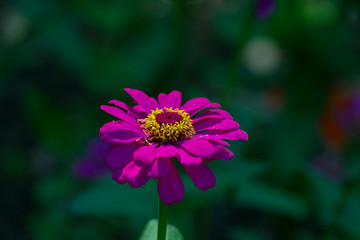 pink and purple flower