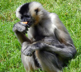 Hungry Monkey Eating