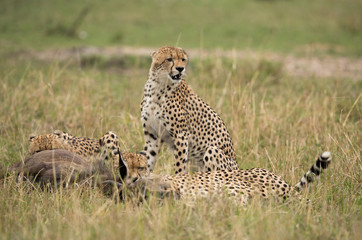 Cheetahs hunting a wildebeest at Masai Mara, Kenya