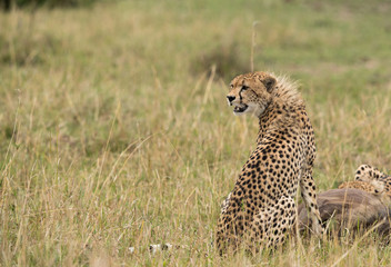 Cheetahs hunting a wildebeest at Masai Mara, Kenya