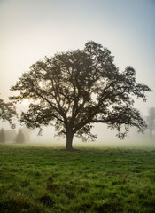 Obraz premium Backlit oak tree on a foggy morning near Salem, Oregon