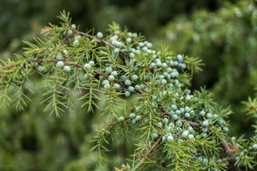 Fototapeta na wymiar Gemeiner Wacholder (Juniperus communis)