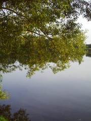 reflection in water