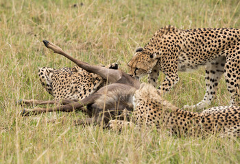 Cheetahs hunting a wildebeest at Masai Mara, Kenya